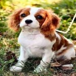 image of animal