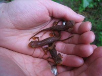 image of common_newt #0