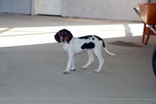 image of walker_hound