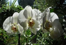 image of moon_orchid #5