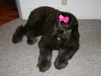 image of bouvier_des_flandres