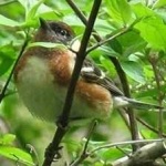 image of bird