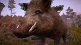 image of boar #48