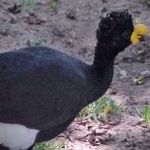 image of bird