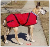 image of great_dane