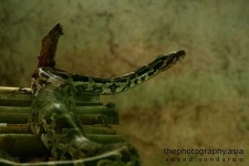 image of rock_python