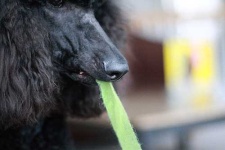 image of standard_poodle