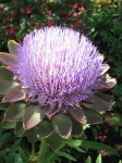 image of artichoke_flower #29