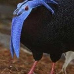 image of bird
