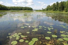 image of wetland