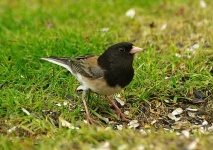 image of junco