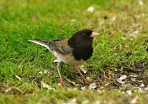 image of junco #15