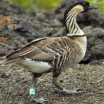 image of bird