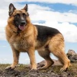 image of german_sheperd #34