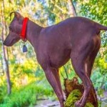 image of animal