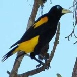 image of bird