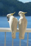 image of sulphur_crested_cockatoo