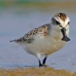 image of bird