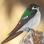 image of bird
