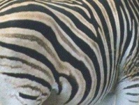 image of texture