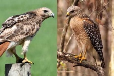 image of hawk
