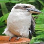 image of bird