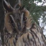 image of bird
