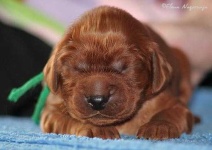 image of irish_setter #8