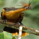 image of hoatzin