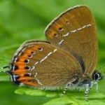 image of animal