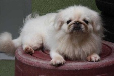 image of pekinese
