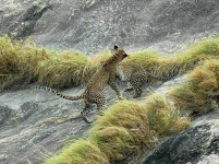 image of jaguar_car