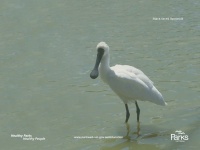 image of spoonbill