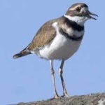 image of bird