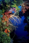 image of coral_reef #22