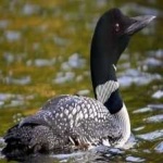 image of bird