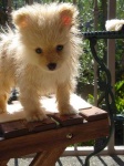 image of pomeranian
