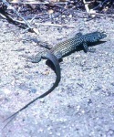 image of whiptail