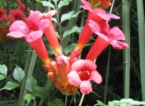 image of flower