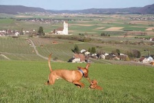 image of vizsla #29