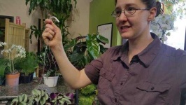 image of house_plant