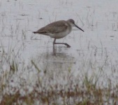 image of red_backed_sandpiper