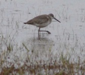 image of red_backed_sandpiper #18