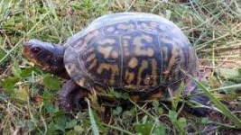 image of animal