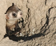 image of black_footed_ferret