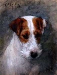image of wire_haired_fox_terrier