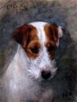 image of wire_haired_fox_terrier #19