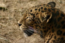 image of jaguar_car