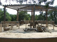 image of indian_elephant