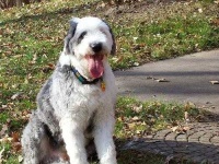 image of old_english_sheepdog #25